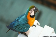 Guacamayas / blue-and-yellow Macaws